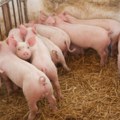 Odgajivači svinjskog mesta: Uvoznici i trgovci uništili fond svinja u Srbiji