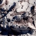 ‘Dragocjeno otkriće’ naučnika: Pronađene stotine otisaka stopala dinosaurusa u Poljskoj