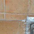 Mravi vam se pojave u kući čim malo otopli - ovo će vam jednom za sva vremena rešiti problem