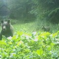 Zabrinjavajući snimak kruži mrežama: medvedi slobodno šetaju ulicama kojima idu deca, načinjena havarija kod Travnika (video)…