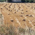 Uvozimo većinu semena, ostaćemo gladni pored Vojvodine