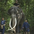 Diplomatski spor zbog slona: Posle navodnog zlostavljanja, sveta životinja se vratila na Tajland