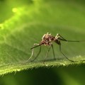 Komarci zaraženi virusom Zapadnog Nila pronađeni na tri lokacije u Srbiji