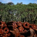 Krčenje Amazonije opada, uništeno dvije trećine šume manje nego prošle godine