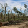 Katastrofalne posledice nevremena u Vojvodini: Potrebne godine za obnovu uništenih šuma