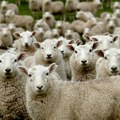 Ovce rase ladum prodaju se po ceni od 90.000 dolara