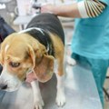 Upozorenje veterinara za sve koji imaju pse: Povećava se broj hitnih dolazaka zbog trovanja, ovo je uzrok