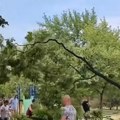Pala velika grana tik pored dece i žene s bebom: Drama u Pančevu, građani u šoku: "Čula sam pucketanje, izbegli smo za dlaku"…