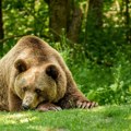 Medved u Rumuniji ubio turistu koji je hteo da ga nahrani