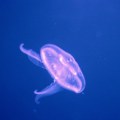 Ljubičastih meduza ima sve više u ovim delovima grčke Susret sa njima nije nimalo naivan - evo šta da radite ako vas opeku