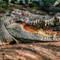 Zubi koji ne prestaju da rastu: Fascinantna činjenica o aligatorima!