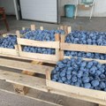 Loši vremenski uslovi uticali na smanjen rod šljive i ostalog voća