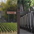 Počela berba u vinogradima karađorđevića Evo kakav se rod očekuje u srpskoj Toskani