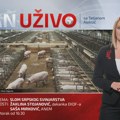 Dan uživo: Slom srpskog svinjarstva