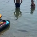 Šta se to brčka u plićaku na Adi? Snimak uznemirio građane: Ili je ogroman pacov ili...