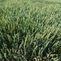 „Ratari se osećaju prevareno“: U očekivanju žetve pšenice još nepoznata cena