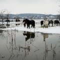 Поново одложена евакуација коња са Крчединске аде