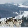 Krivac sneg: Čuvena Iditarod trka produžena 160 kilometara