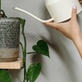 Aspirin može spasiti vaše biljke Evo kako da ga pravilno koristite