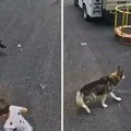 Porodični pas odbranio dečaka na koga je jurišala divlja zver: Snimak podviga hrabre Bele!