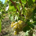 Nisam mogao da dozvolim da pradedin vinograd nestane