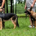 Ovo je najpametniji pas na svetu: Uzeo je titulu rasi koju smo godinama smatrali genijalcem