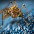 Stanovnici Vukovara ne mogu da žive od komaraca, traže proglašenje elementarne nepogode