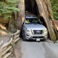 VIDEO: Pokušao automobilom da prođe kroz drvo staro 2.500 godina, pa ga oštetio