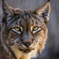 ‘Ako više ne želite vaše kućne ljubimce, dajte da njima nahranimo gladne predatore’