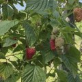 Zašto su maline iz Srbije jeftinije na Novom Zelandu?