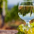 Vreme je za berbu grožđa – Aleksandar Vinčić otkriva da li su ekstremne temperature uticale na ovogodišnji rod