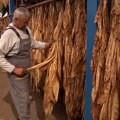 Berba duvana na severu Vojvodine