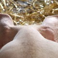 Glamočić o afričkoj kugi svinja: Nadležne službe nisu radile svoj posao, najkritičnije u Rumi