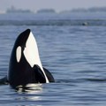 Došli na metar od čamaca: U Kaliforniji zapanjeni prizorom orki na južnoj obali