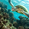 Pomor kornjača na dugom otoku: Na plaži u Hrvatskoj snimljeno 12 mrtvih životinja