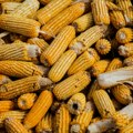 Цијене кукуруза на највишој разини у три мјесеца
