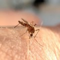 Naučnici predlažu novi način lečenja komaraca od malarije