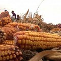 „Kukuruzijada” neguje tradiciju i rad s dušom