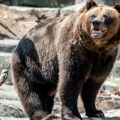 U Beo zoo-vrt stigle tri sestre mrke medvedice: Traže se kumovi da im daju imena