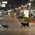 Podići ograde oko škola i vrtića, zatvoriti kapije, pojačati milicijsku kontrolu: Kako je Niš počeo da štiti decu od pasa…
