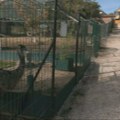 Jesenji maskenbal u Zoo-kutku u Kamenici: Mesto gde životinje pronalaze sigurnost, a najmlađi uživaju u druženju