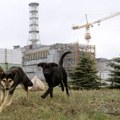 Istraživanje: Psi iz Černobilja su genetski drugačiji od svih ostalih u svetu