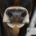 Proizvođači mleka: Fantomske krave u Srbiji