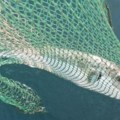 U jadranskom moru ulovljena najotrovnija riba na svetu: Naučnici otkrili šta su joj pronašli u utrobi