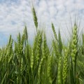 Prinos i kvalitet pšenice zavise od vremenskih uslova i primenjene agrotehnike