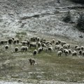 Hrvatska: Vojnik vozilom MORH-a pregazio 11 ovaca, novčano kažnjen vlasnik