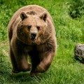 "Bio je to susret oči u oči sa smrću": Brutalan napad medveda u Crnoj Gori, meštani zabrinuti za bezbednost