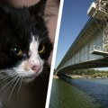 Mače zaglavljeno na Brankovom mostu! Jedva ga uočili, samostalni silazak nemoguć