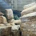 Novosadska policija zaplenila 1,5 tona nelegalnog duvana