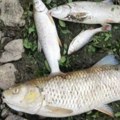 Alarm na Savi! Veliki pomor ribe, uzeti uzorci vode zbog sumnje na zagađenje